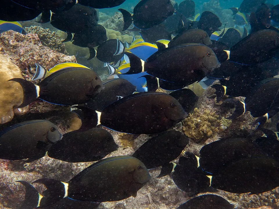 Acanthurus auranticavus (Acanthurus auranticavus) - (c) Storm Martin, some rights reserved (CC BY); CC BY 4.0