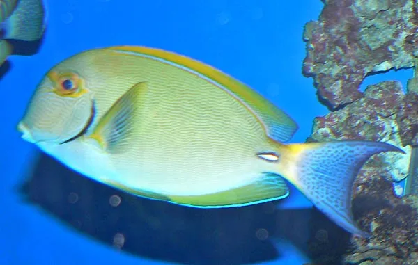 Acanthurus dussumieri — photo by Stan Shebs
