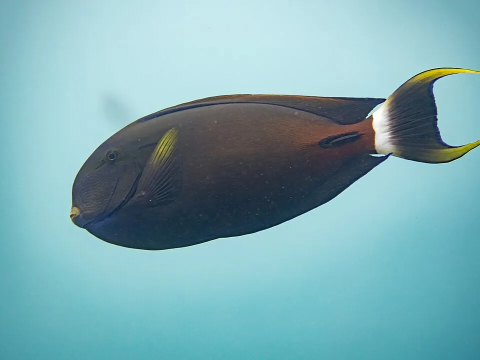 Acanthurus fowleri — photo by Rickard Zerpe