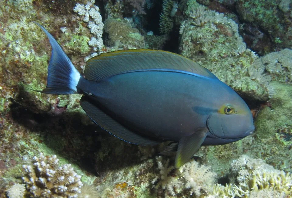 Acanthurus gahhm — photo by Derek Keats from Johannesburg, South Africa