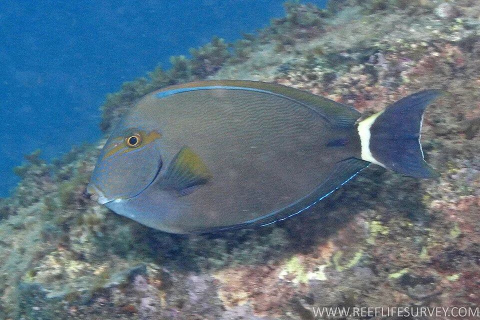Acanthurus grammoptilus — photo by G. Edgar