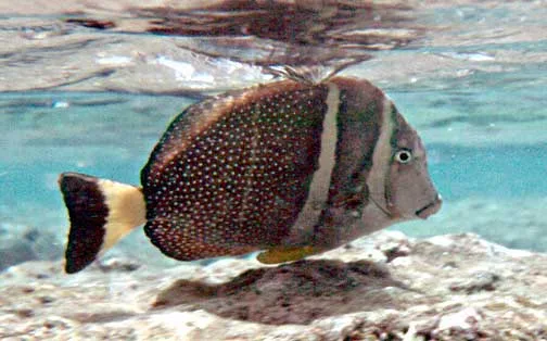 Acanthurus guttatus — photo by NPS photo - Bryan Harry