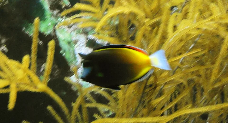 Acanthurus japonicus — photo by Jutta234
