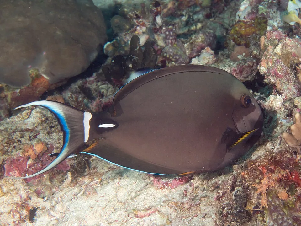 Acanthurus leucocheilus — photo by Rickard Zerpe
