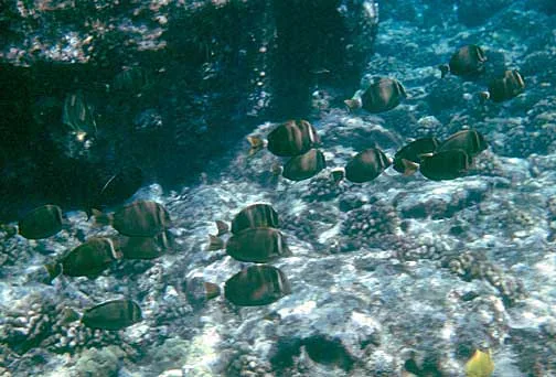 Acanthurus leucopareius — photo by NPS photo - Bryan Harry