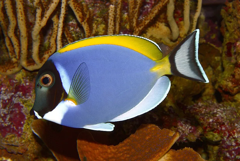 Acanthurus leucosternon — photo by H. Zell