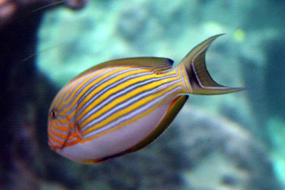 Acanthurus lineatus — photo by User:Strobilomyces