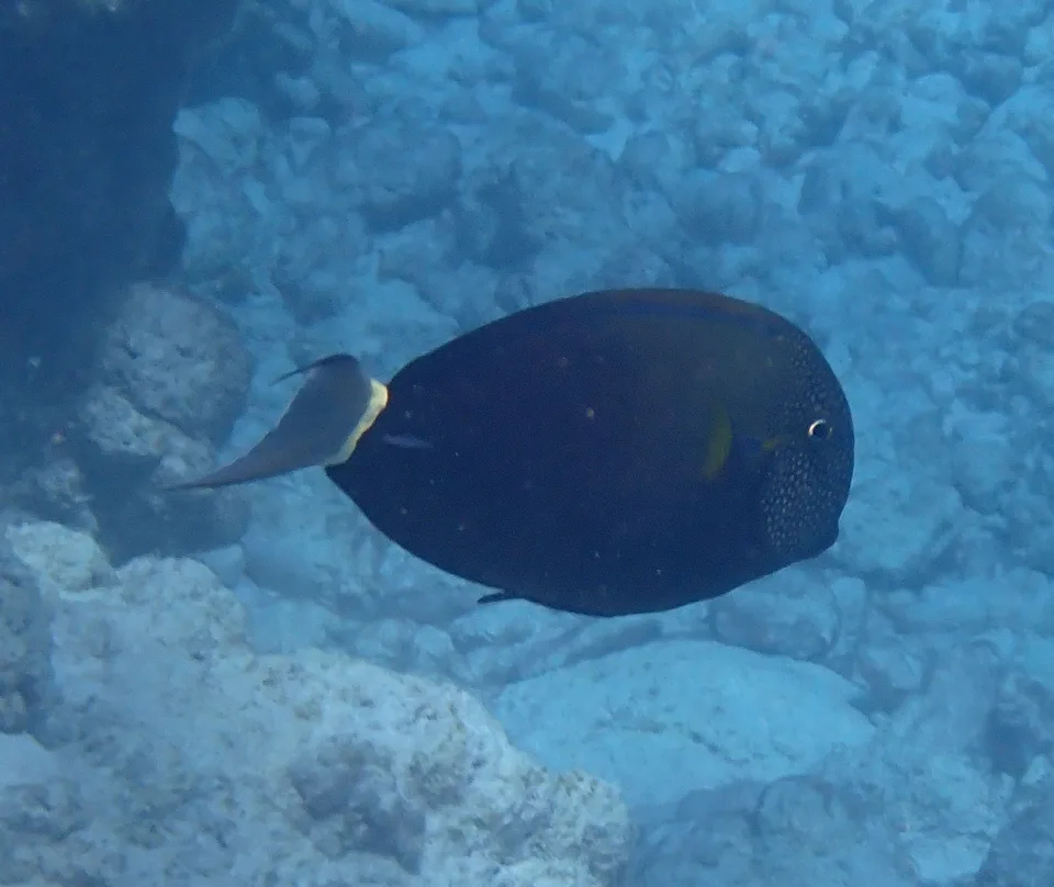 Acanthurus maculiceps — photo by Debra Baker