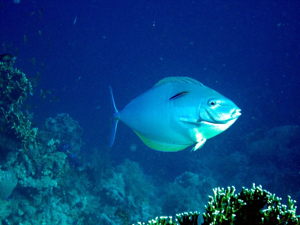 Acanthurus mata — photo by This photo has been taken by Matthieu Sontag (User:Mirgolth) and released under the licenses stated below. You are free to use it for any purpose as long as you credit me as author, Wikimedia Commons as site and follow the terms of the licenses. Could you be kind enough to leave me a message on this page to inform me about your use of this picture.