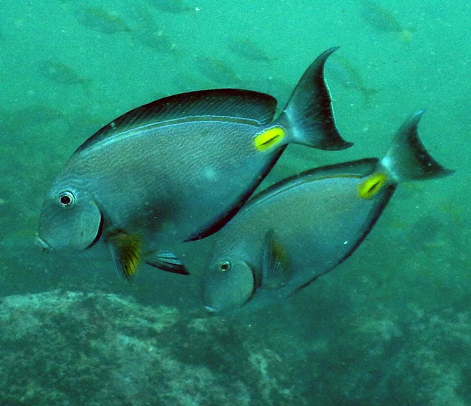 Acanthurus monroviae — photo by Svistoon