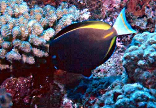Acanthurus nigricans — photo by NPS photo - Bryan Harry