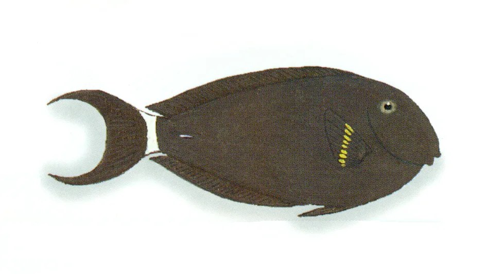 Acanthurus nigricauda — photo by Xavier Romero-Frias