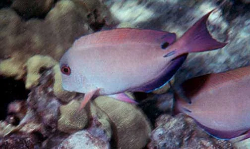 Acanthurus nigrofuscus — photo by NPS photo - Bryan Harry