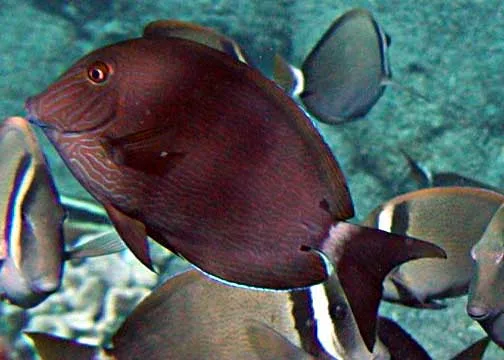 Acanthurus nigroris — photo by NPS photo - Bill Eichenlaub