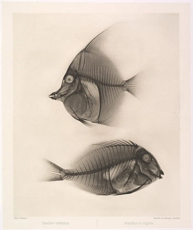 Acanthurus nigros — photo by Josef Maria Eder / Eduard Valenta