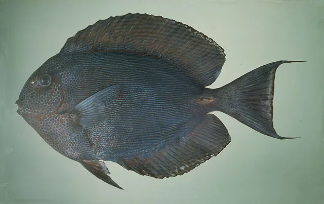 Acanthurus nubilus — photo by Randall, John E.