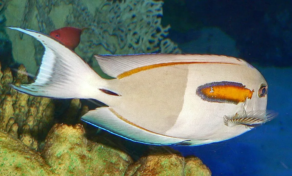 Acanthurus olivaceus — photo by Stan Shebs