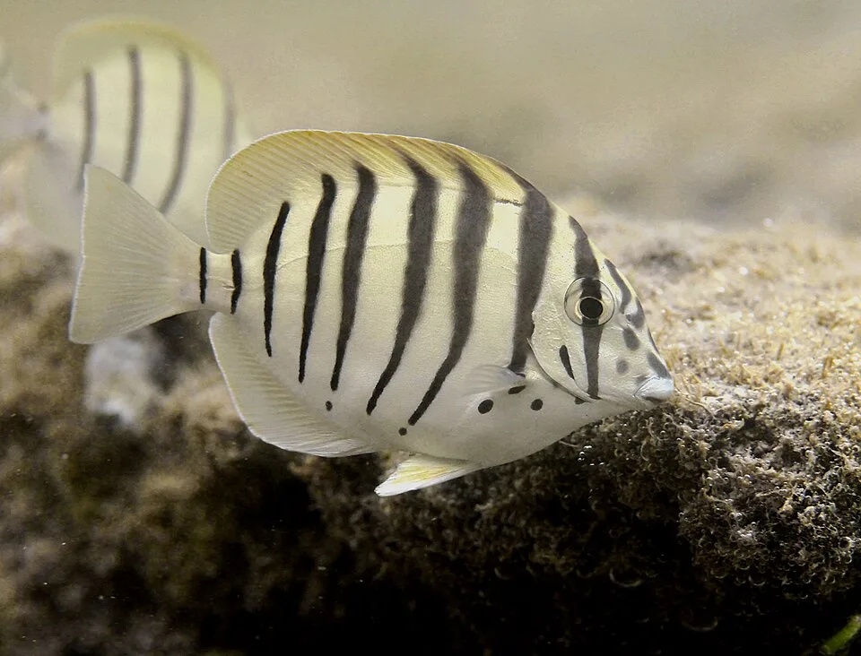 Acanthurus polyzona — photo by Philippe Bourjon