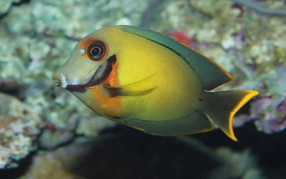 Acanthurus pyroferus — photo by Brian Gratwicke