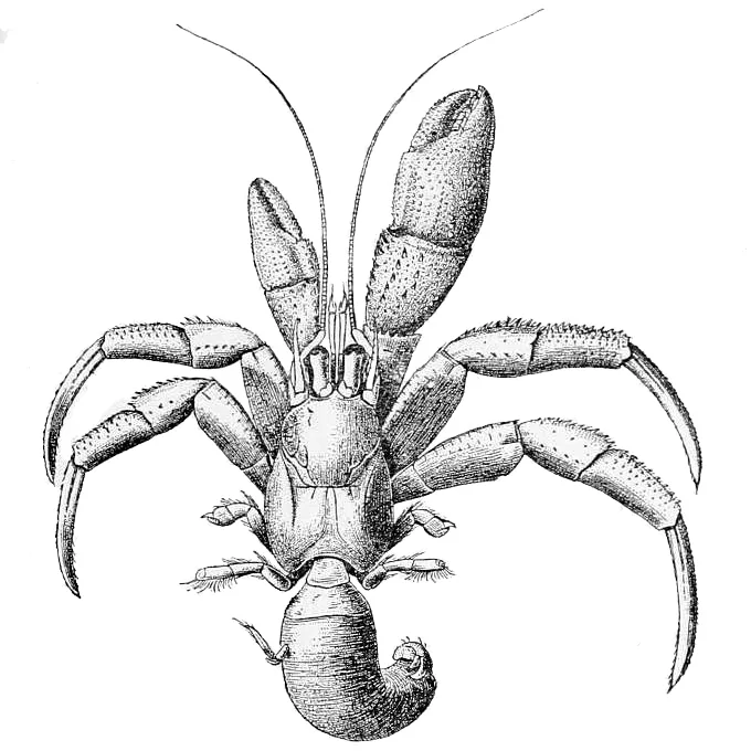 acadian hermit crab (Pagurus acadianus) - James E. Benedict (1854–1940); Public domain